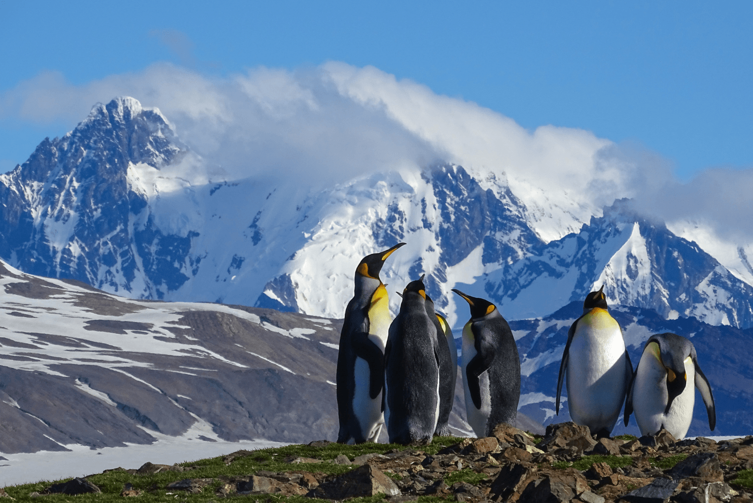 Penguin colony visit