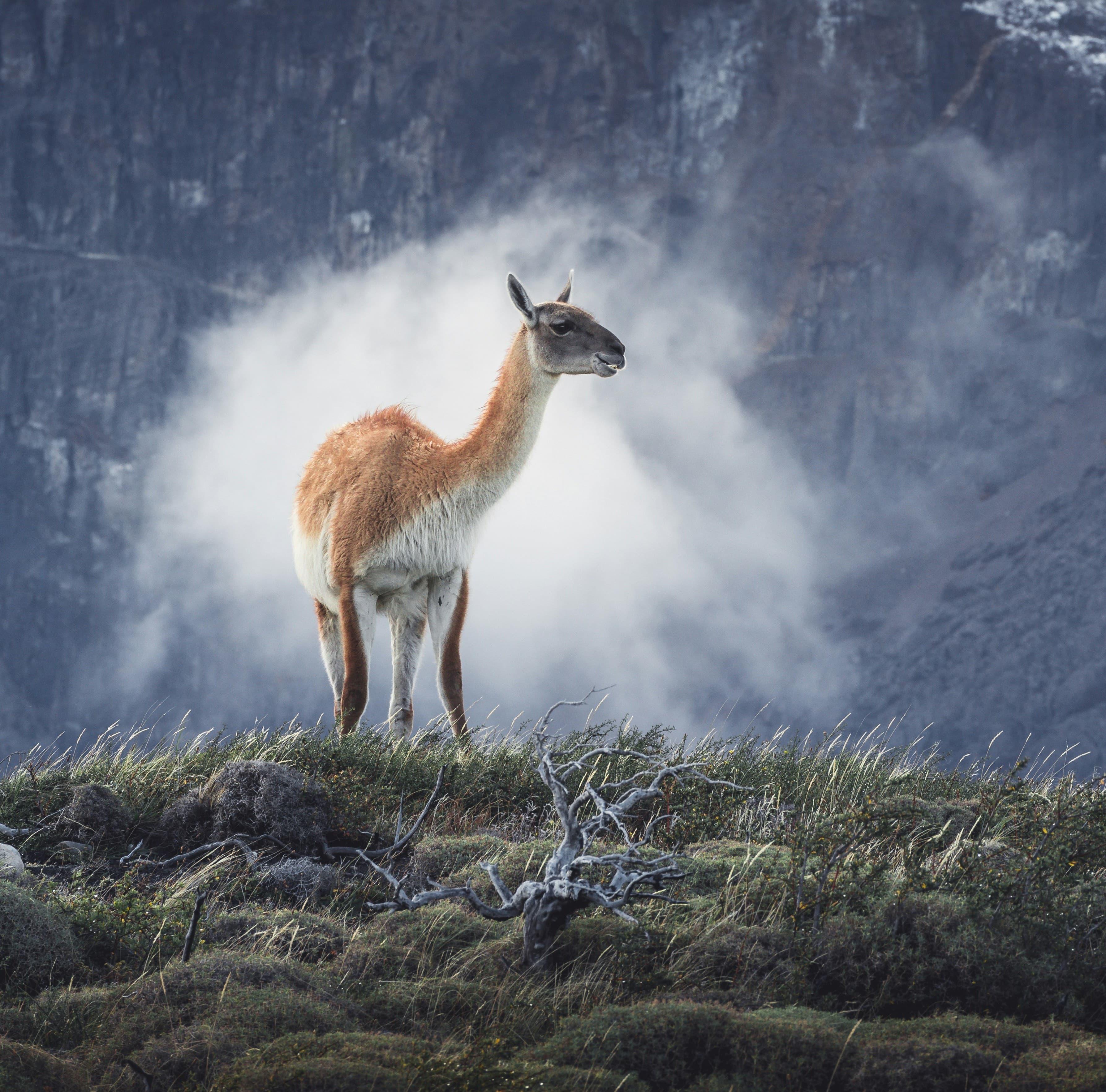 Guanaco in Patagonia
