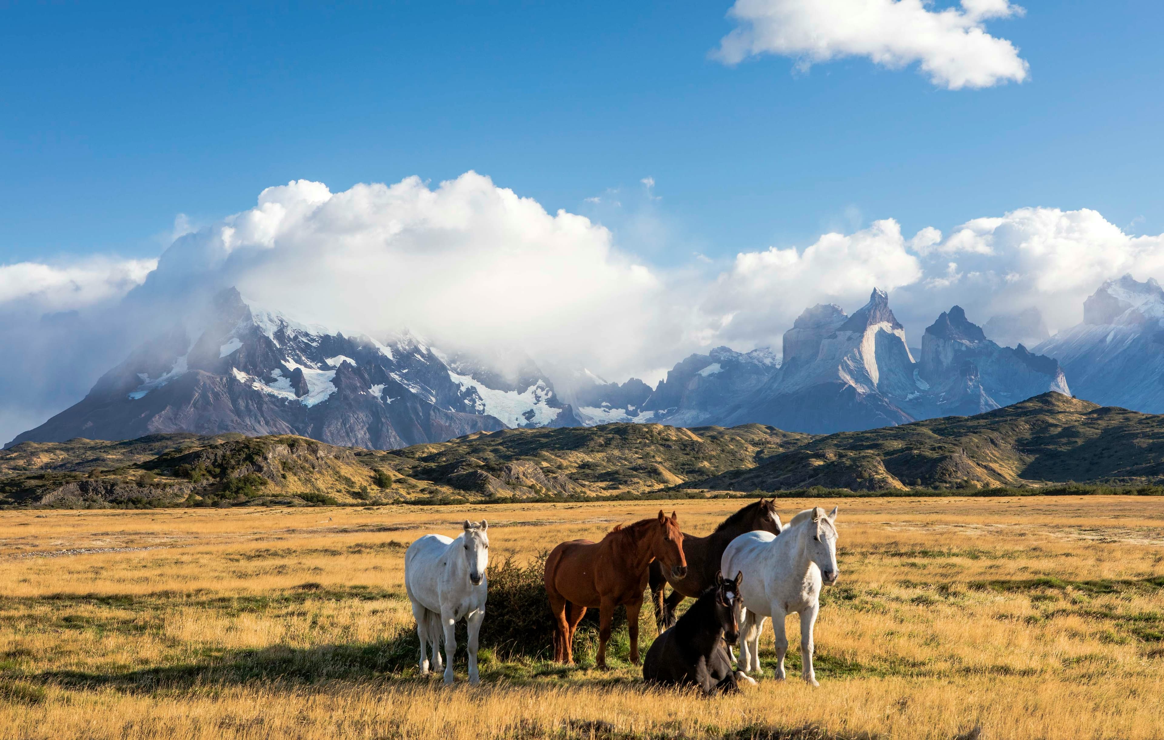 Wild horses in Patagonia