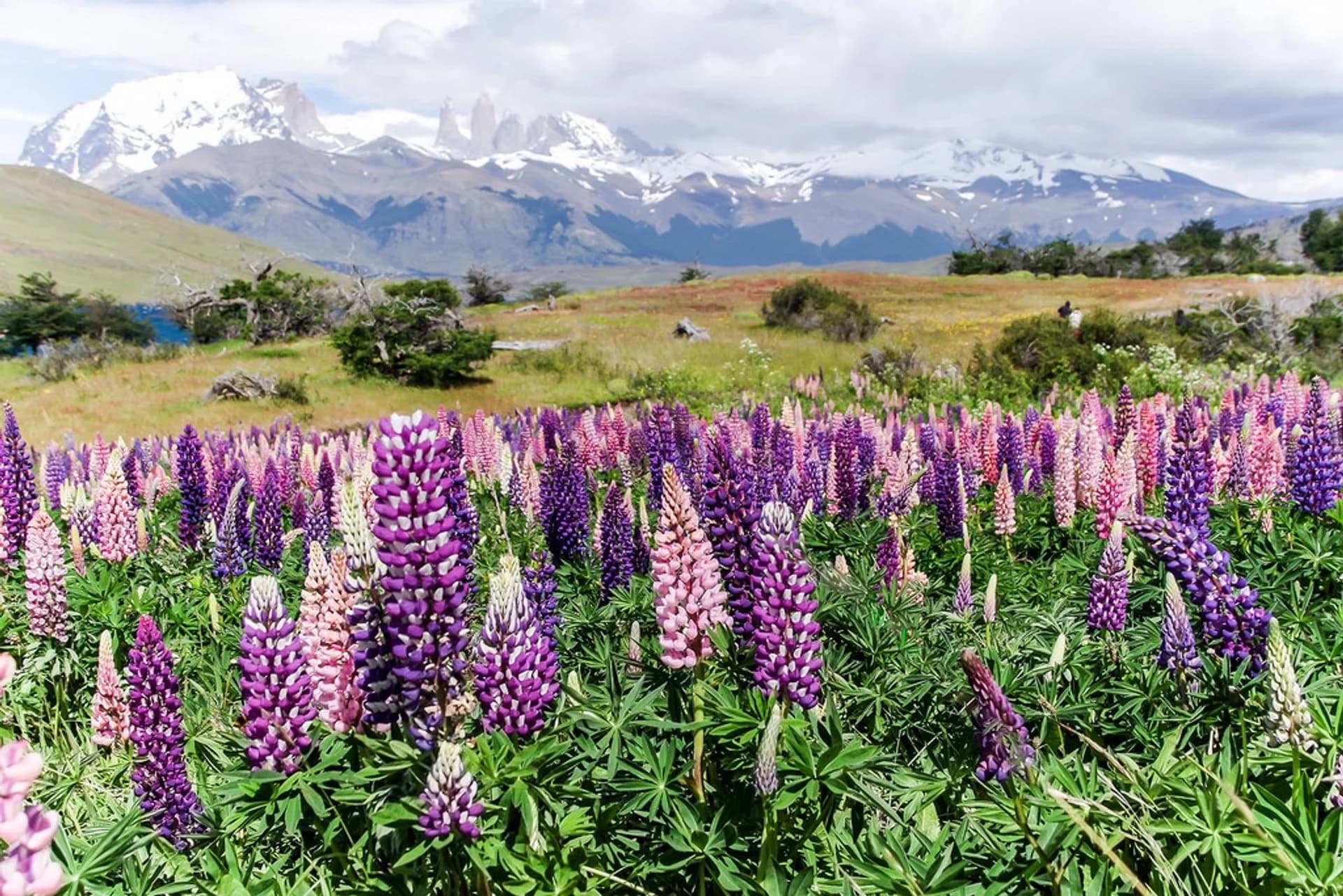 Blooming Lupines in Patagonia